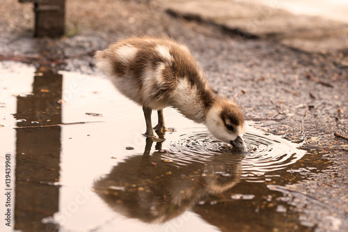 Egyptian Goose baby drinking water photo