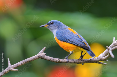 Orange-bellied Flowerpecker or Dicaeum trigonostigma, beautiful bird on branch in Thailand.