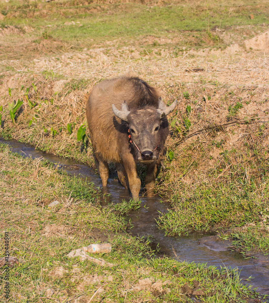 Water buffalo or domestic Asian water buffalo (Bubalus bubalis) Water buffalo or domestic Asian water buffalo (Bubalus bubalis)