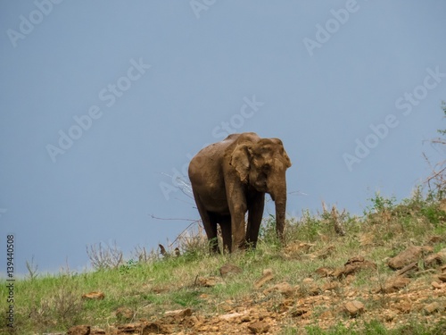 Giant Asian Elephant feeds on Grass Vegetation in a National Park in Sri Lanka