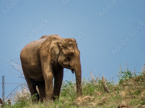 Giant Asian Elephant feeds on Grass Vegetation in a National Park in Sri Lanka