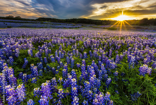 Texas bluebonnet field in sunset at Muleshoe Bend Recreation Area photo