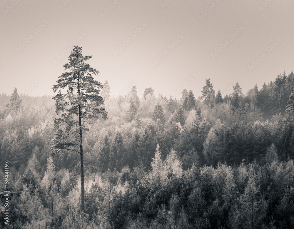 Winter forest in black and white Winter forest in black and white