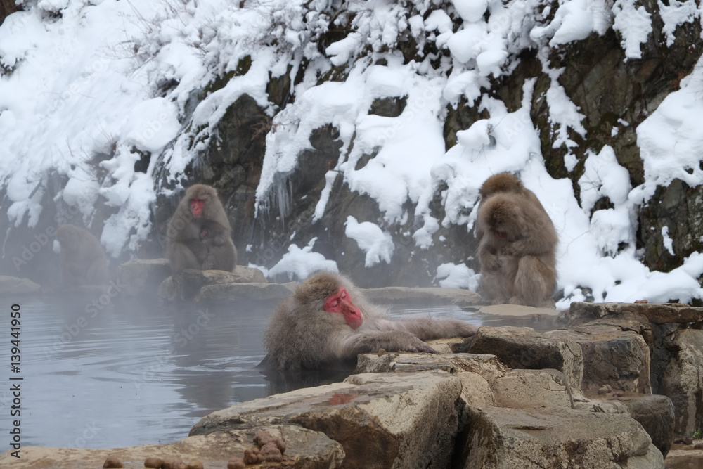 Obraz premium 猿と温泉 地獄谷野猿公苑