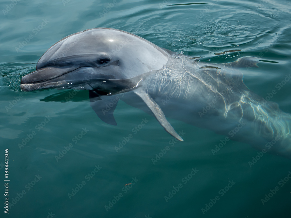 Fototapeta premium イルカ