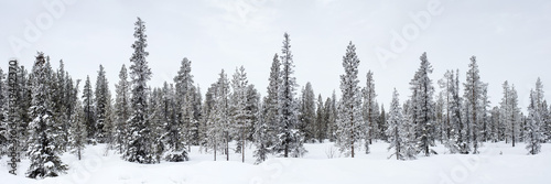 Fototapeta Naklejka Na Ścianę i Meble -  panorama of winter pines in forest
