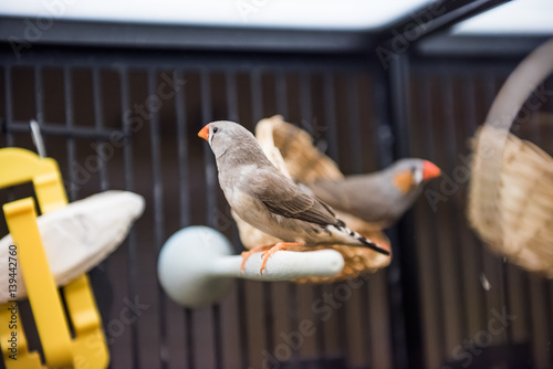 Φωτογραφία Closeup of zebra finches in cage