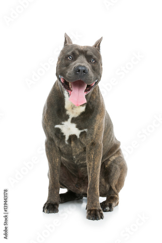 Beautiful amstaff dog © svetography