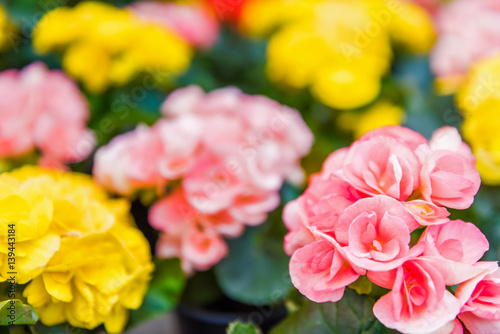Hiemalis begonia yellow and pink flowers macro closeup photo