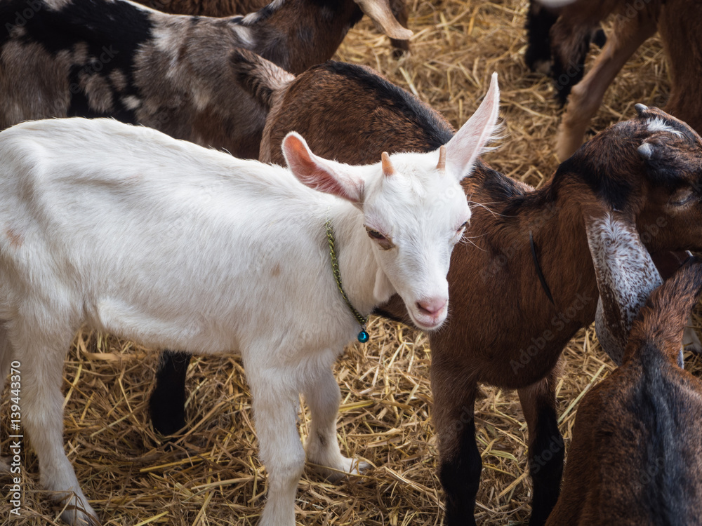 Fototapeta premium white and brown goats in farm