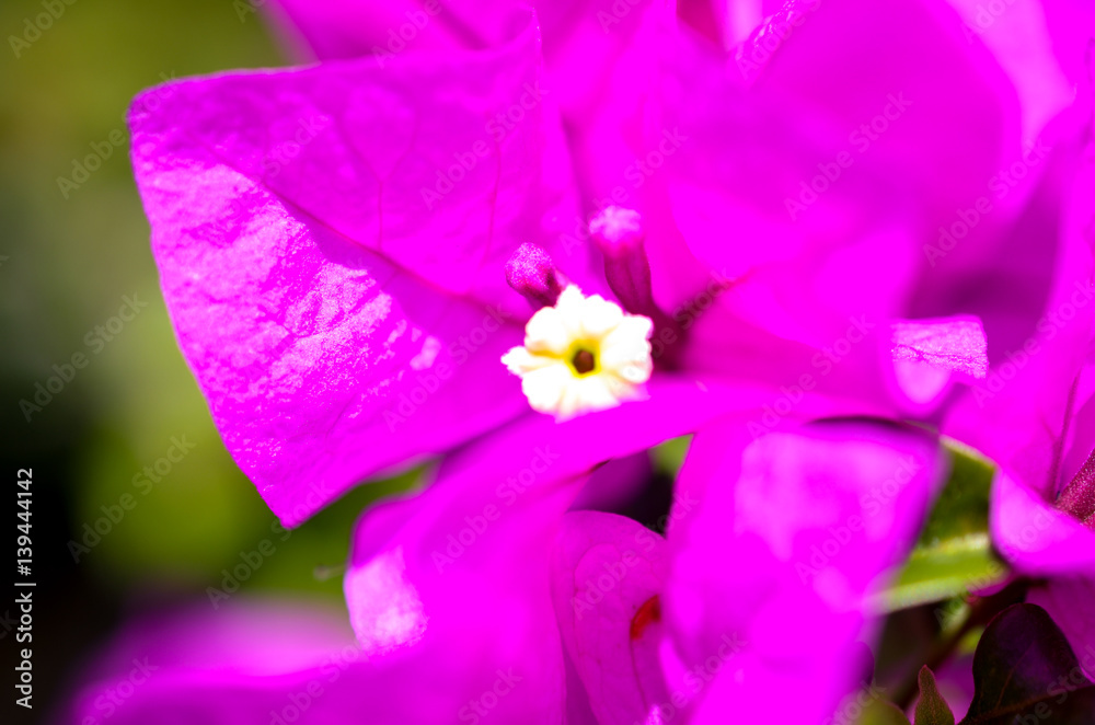 pink bougainville tropical flower closeup shot pink bougainville tropical flower closeup shot