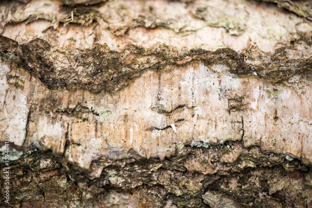 Felling in the forest, lumberjack chopping wood and gathering firewood for winter. Macro shot of natural texture of birch bark in the forest on early winter. Beautiful, rustic wooden background