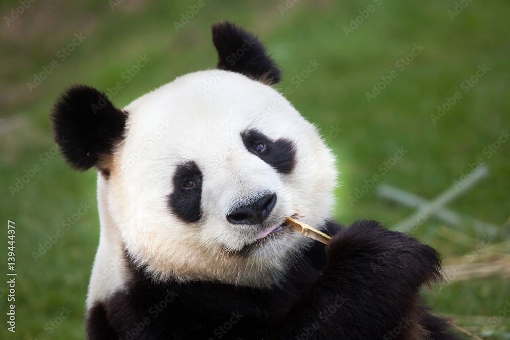 Naklejka premium Giant panda (Ailuropoda melanoleuca).