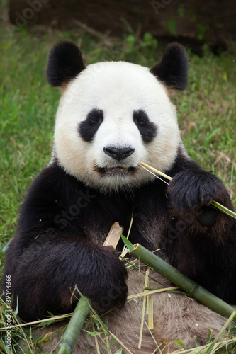 Giant panda  Ailuropoda melanoleuca .