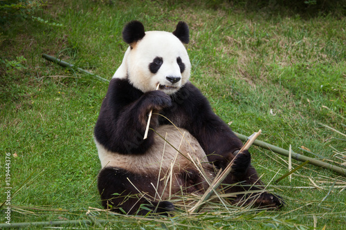 Fototapeta Naklejka Na Ścianę i Meble -  Giant panda (Ailuropoda melanoleuca).