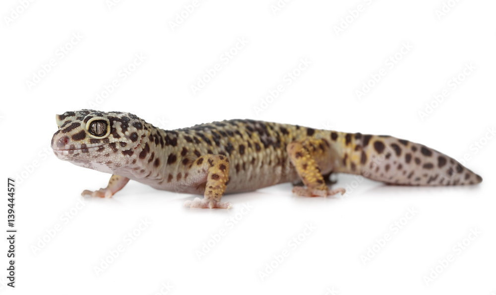 Obraz premium The leopard gecko over white