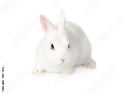 White fluffy Bunny