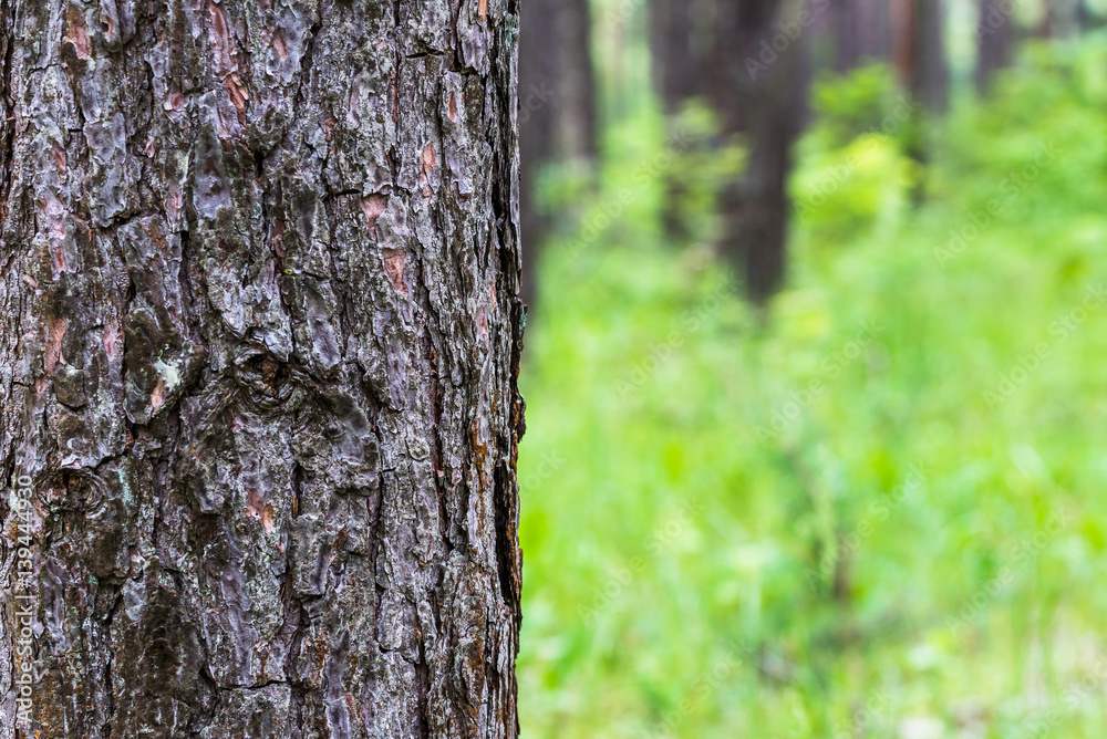 Pine trunk against the beautiful green forest Pine trunk against the beautiful green forest