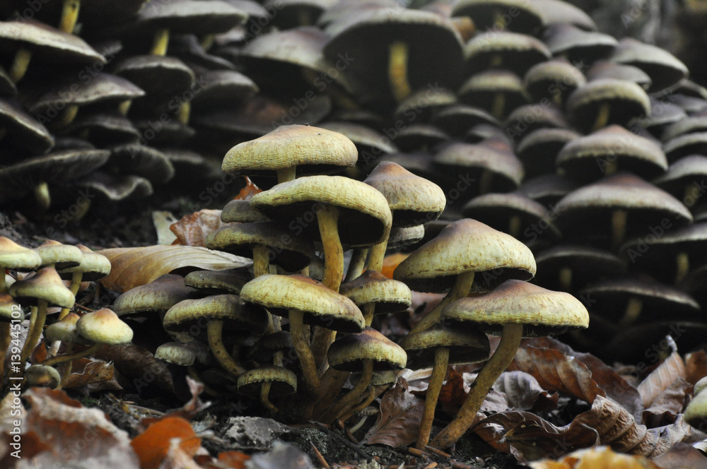 Fototapeta premium Lot of brown mushroom growing from one tree. Group of mushrooms in the forest