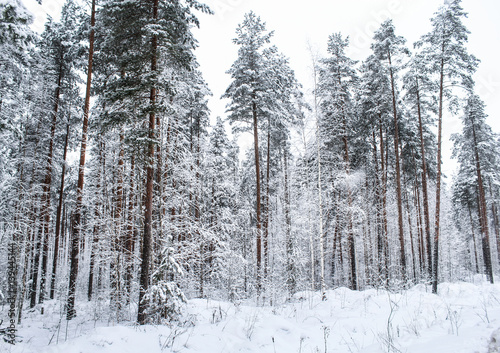 White snowy forest. © German S