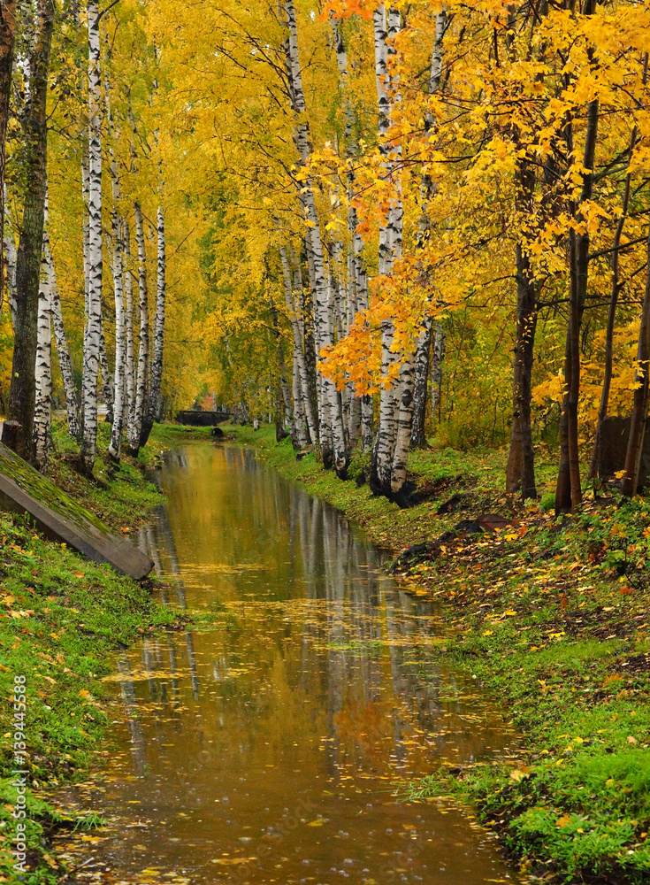 Birch trees with autumn foliage grows on both sides of the irrigation canal