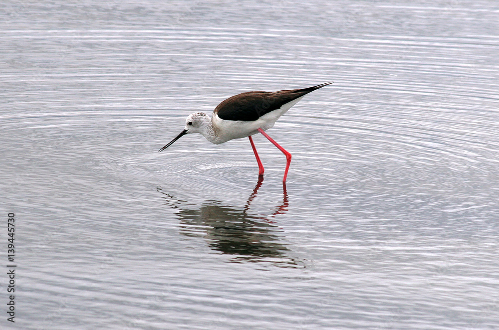 uccelli palustri, uccelli palustri,