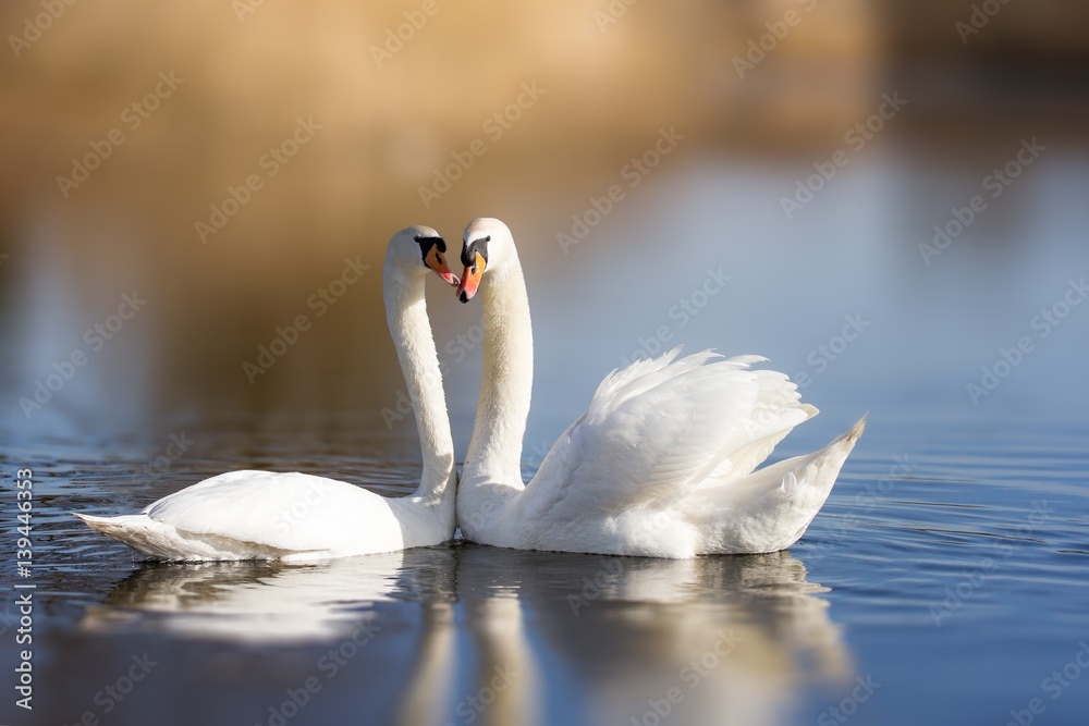 Naklejka premium Couple of white swans on the lake