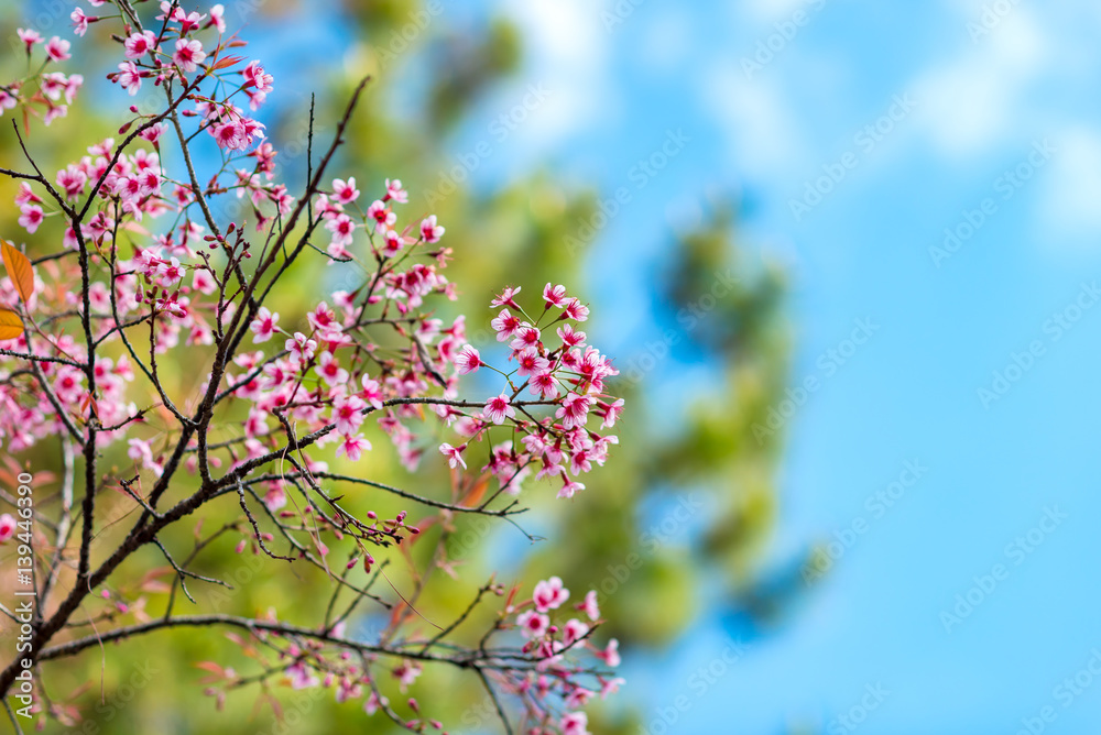 Obraz premium Cherry blossoms or Sakura flower in chiang mai Thailand