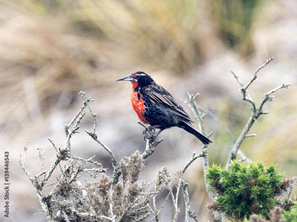 Long- tailed Meadowlark, Sturnella loyca falclandica, is one of most colorful colored birds, Carcass, Falklands / Malvinas