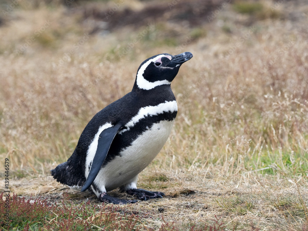 Obraz premium Magellanic Penguin, Spheniscus magellanicus, nesting on Carcass, Falklands / Malvinas
