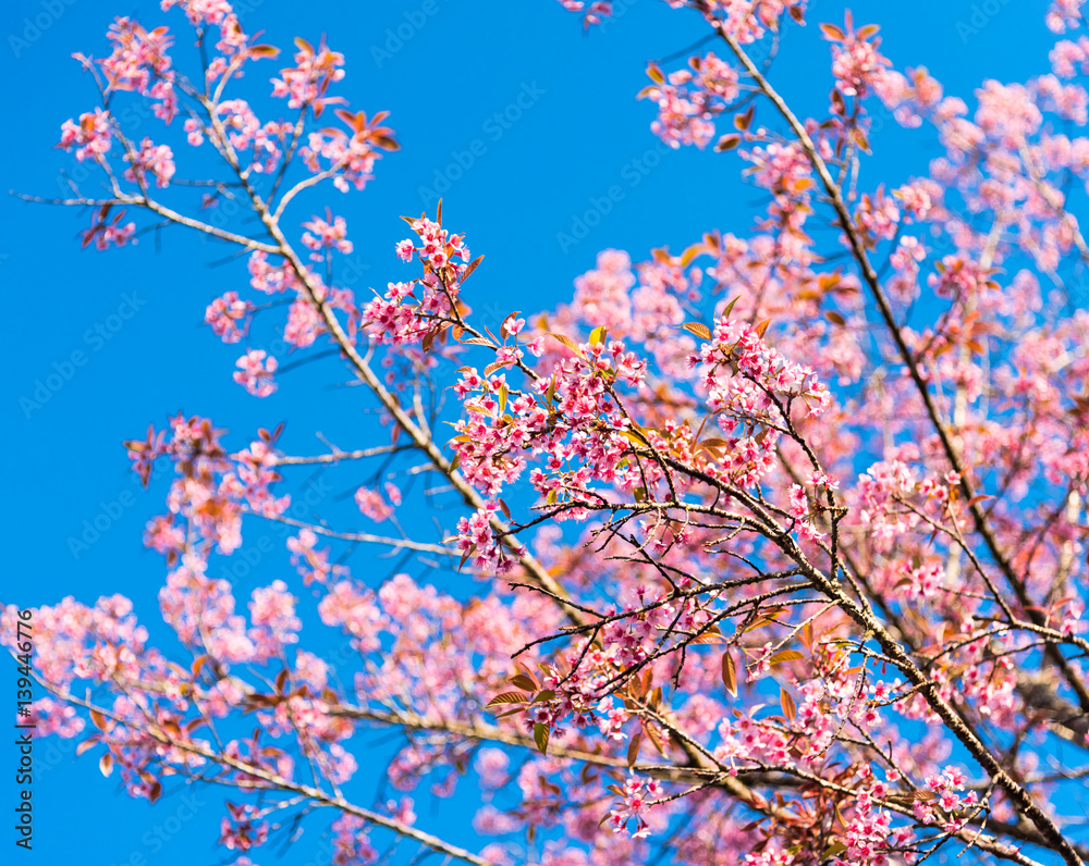 Cherry blossoms or Sakura flower in chiang mai Thailand Cherry blossoms or Sakura flower in chiang mai Thailand