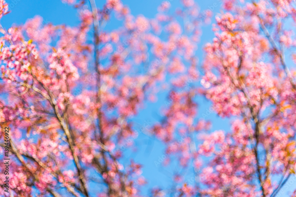 Cherry blossoms or Sakura flower in chiang mai Thailand Cherry blossoms or Sakura flower in chiang mai Thailand