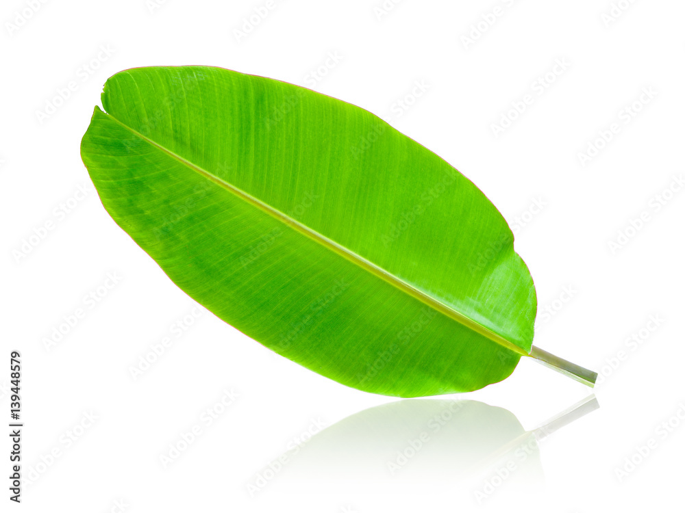 Fototapeta premium Banana Leaf isolated on white background