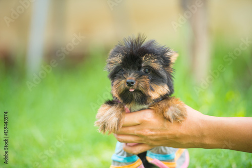 Yorkshire Terrier photo