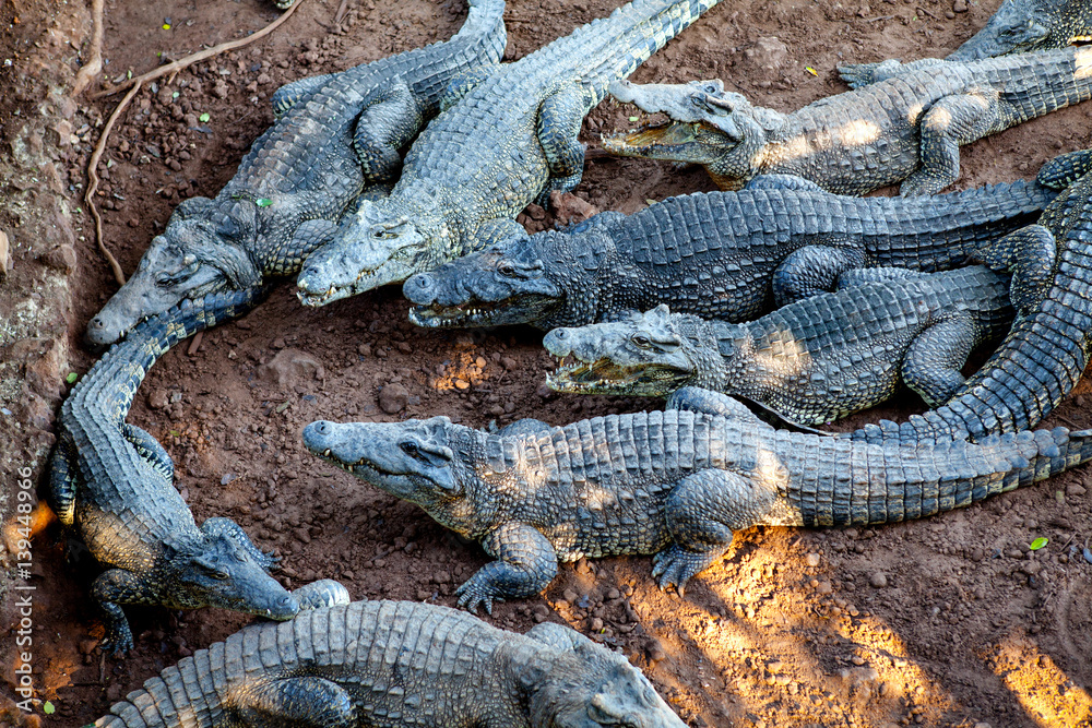 Crocodiles from Farm Cuba near the Playa Larga, Bay of Pigs, Matanzas, Cuba. Crocodiles from Farm Cuba near the Playa Larga, Bay of Pigs, Matanzas, Cuba.
