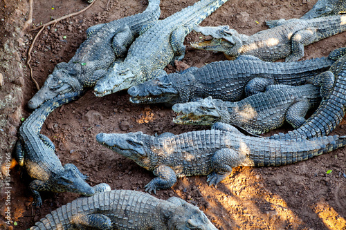 Crocodiles from Farm Cuba near the Playa Larga, Bay of Pigs, Matanzas, Cuba.