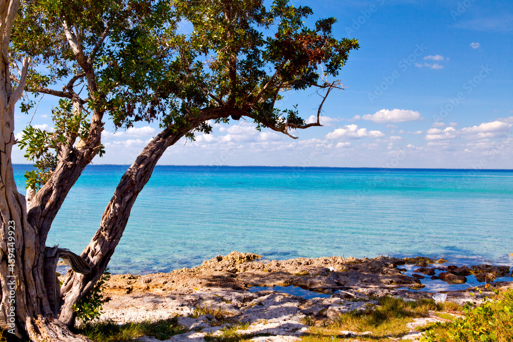 Palm tree on the beautiful Playa Giron, Pigs Bay, Cuba