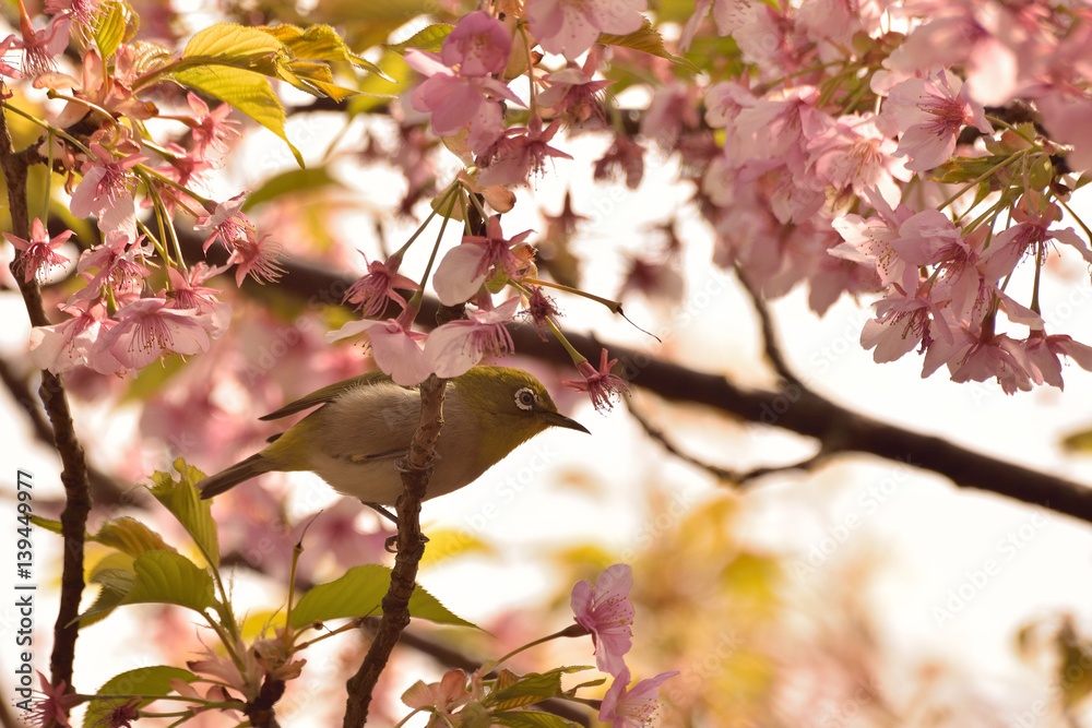 Spring Background Japanese White-eye Bird on Pink Cherry Blossom tree Spring Background Japanese White-eye Bird on Pink Cherry Blossom tree