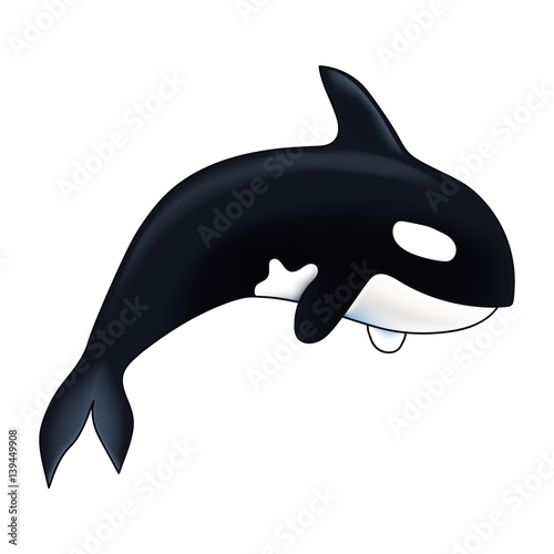 Orca vector illustration. Marine mammal. Killer whale. Isolated on white background.