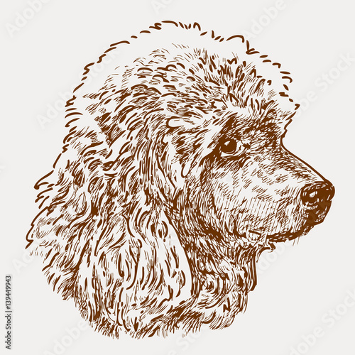 head of a young poodle
