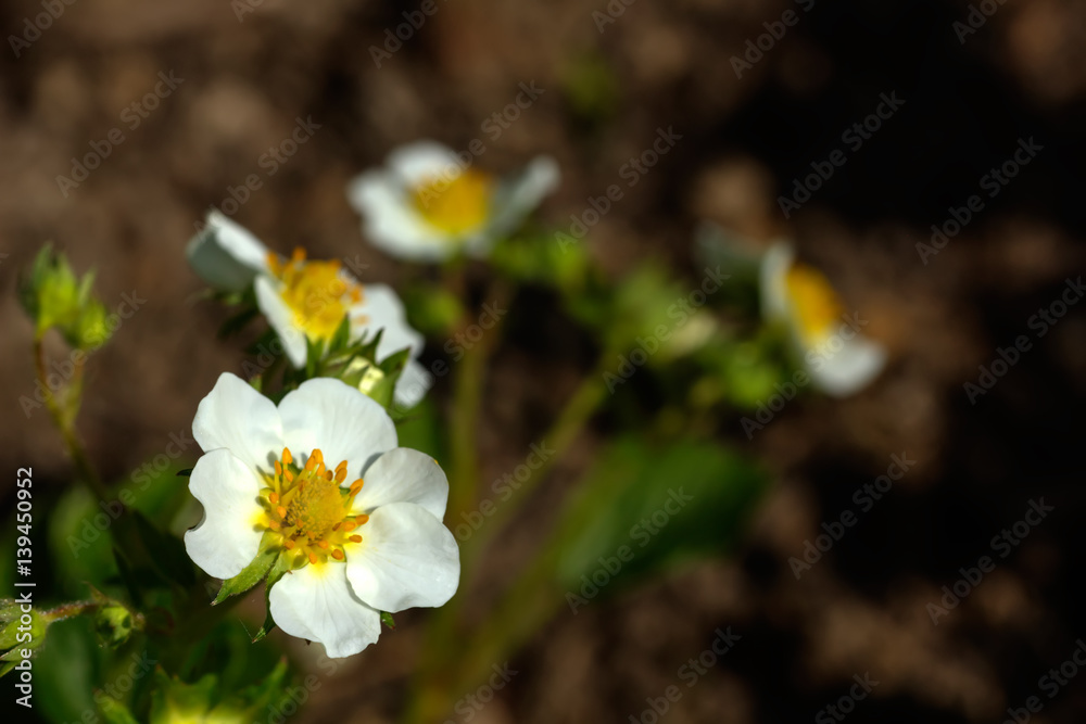 Flowers strawberries growing in the summer garden.