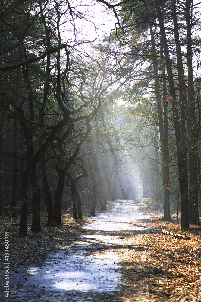 Waldweg Waldweg