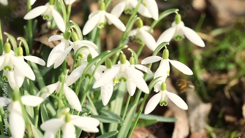 Schneeglöcken mit Bienen im Sonnenschein mit Audio photo