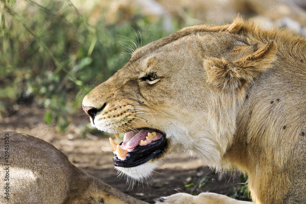 Profile of a growling lioness in Africa