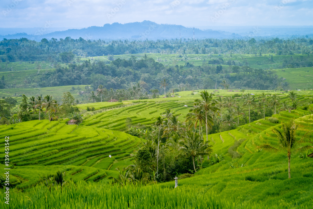 Traditional Paddy Field and coconut trees in Bali Indonesia Traditional Paddy Field and coconut trees in Bali Indonesia
