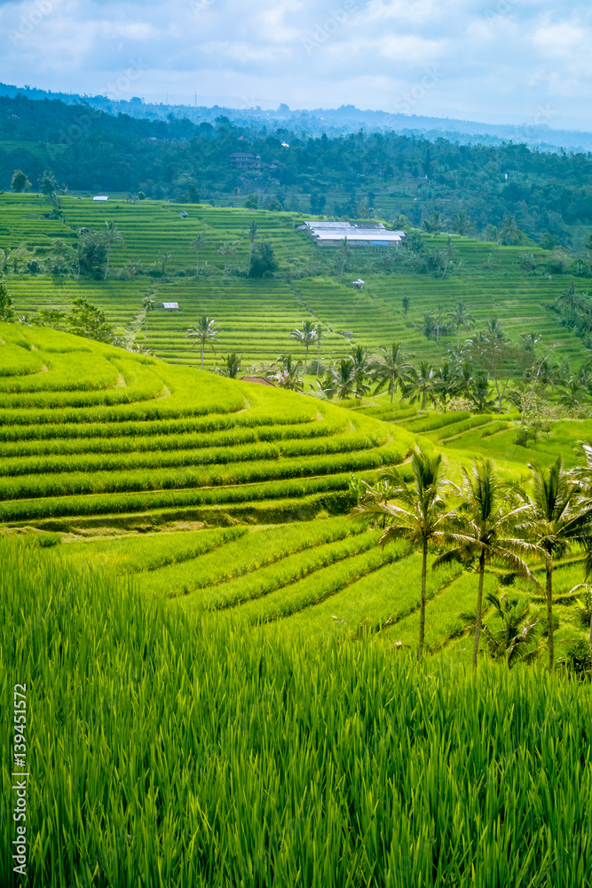 Traditional Paddy Field and coconut trees in Bali Indonesia