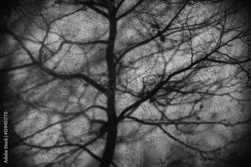 Schatten von Zweigen / Die abstrakten Schatten von Zweigen auf einer verputzten Fassade.