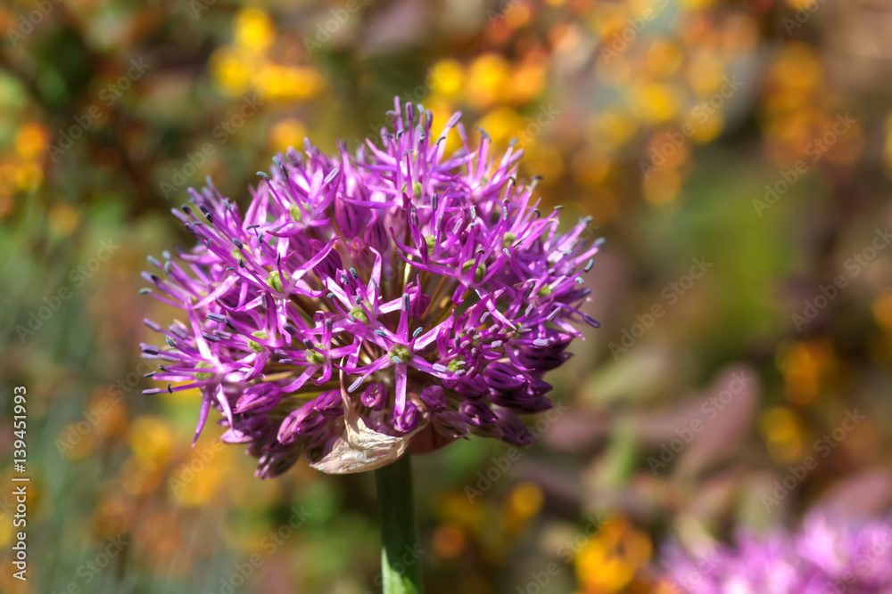 Flowers ornamental onion growing in the summer garden.
