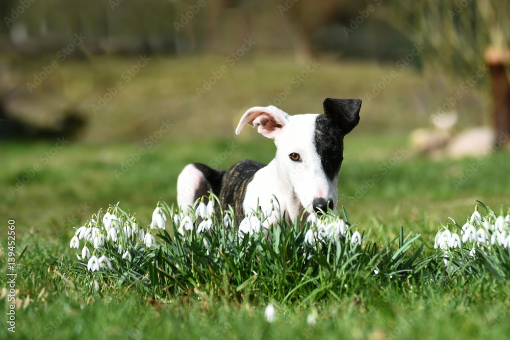 Whippet Welpe im Frühling Whippet Welpe im Frühling