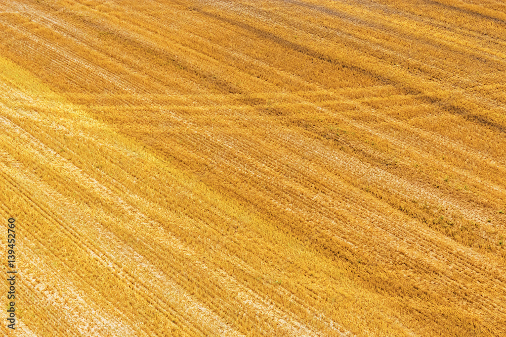 yellow harvested field yellow harvested field
